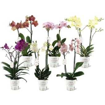 Kambarinis augalas, orchidėja (Phalaenopsis), įv. spalvų, vazonėlio skersmuo 12 cm.