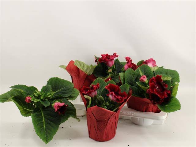 Kambarinis augalas, gloksinija, įvairios, vazonėlio skersmuo 12 cm.