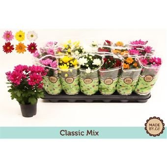 Kambarinis augalas, chrizantema, vazonėlio skersmuo 9 cm.