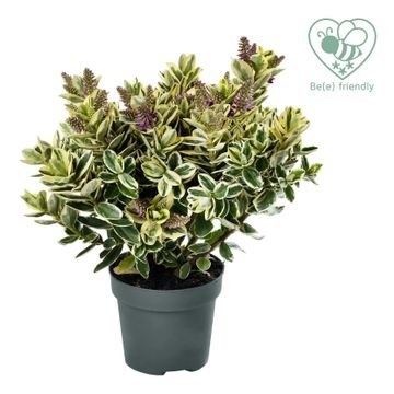 Kambarinis augalas, hebė "Katrina", vazonėlio skersmuo 12 cm.