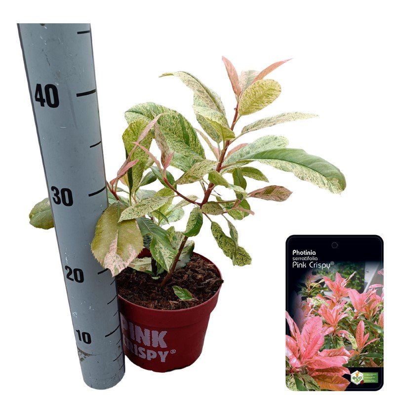 Dekoratyvinis krūmas, fotinija "Pink Crispy", vazonėlio skersmuo 17 cm.