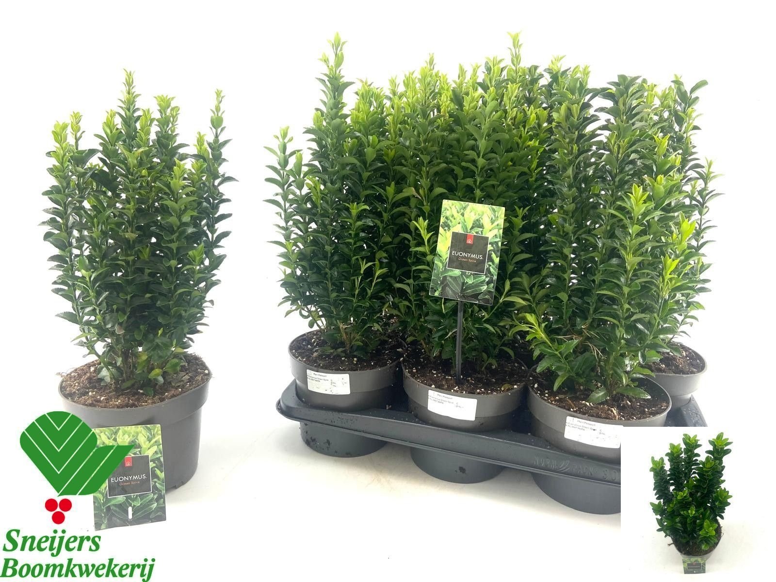 Dekoratyvinis krūmas, ožekšnis japoninis "Green Spire", vazonėlio skersmuo 17 cm.