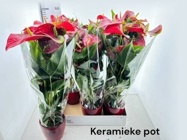 Kambarinis augalas, anturis "Bambino red", vazonėlio skersmuo 12 cm.