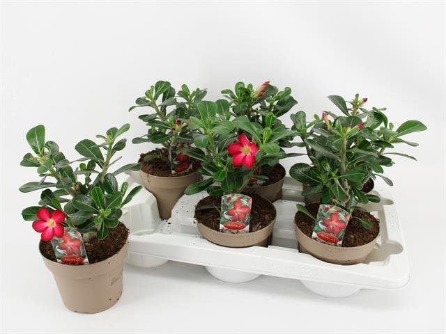 Kambarinis augalas, tinūtras paprastasis, vazonėlio skersmuo 14 cm.