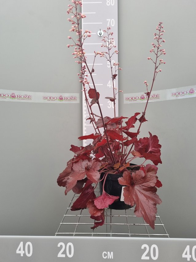 Daugiametė gėlė, alūnė "Forever Red", vazonas 2 l.