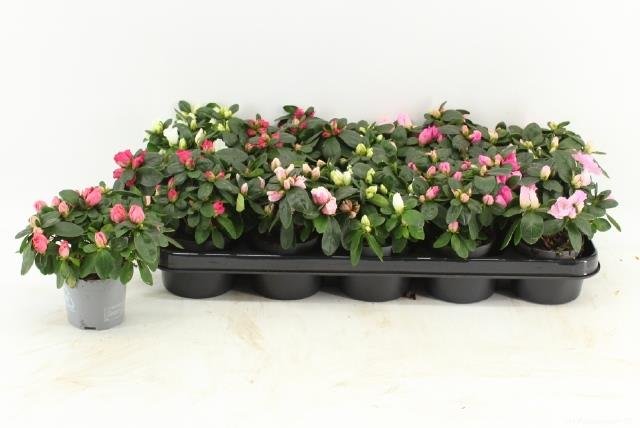 Kambarinis augalas, azalija, vazonėlio skersmuo 9 cm.