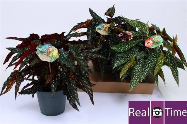 Kambarinis augalas, begonija "Maculata", vazonėlio skersmuo 17 cm.