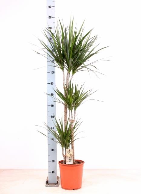 Kambarinis augalas, dracena "Marginata", vazonėlio skersmuo 24 cm.