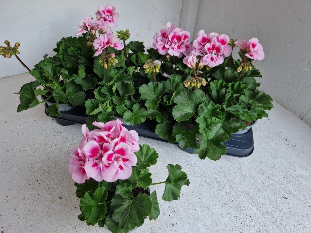 Vienmetė gėlė, pelargonija "Tosc Sil Lin", vazonėlio skersmuo 11 cm.