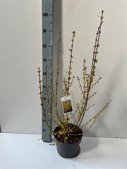 Dekoratyvinis krūmas, forsitija "Intermedia", vazonėlio skersmuo 23 cm.
