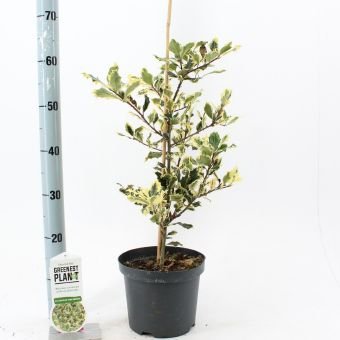 Dekoratyvinis krūmas, dygialapis bugienis "Ferox Argentea", vazonėlio skersmuo 19 cm.