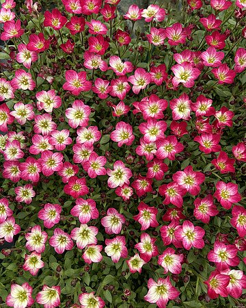 Alpinariumo augalas, uolaskėlė Arenso, įvairios, vazonas 1 l.