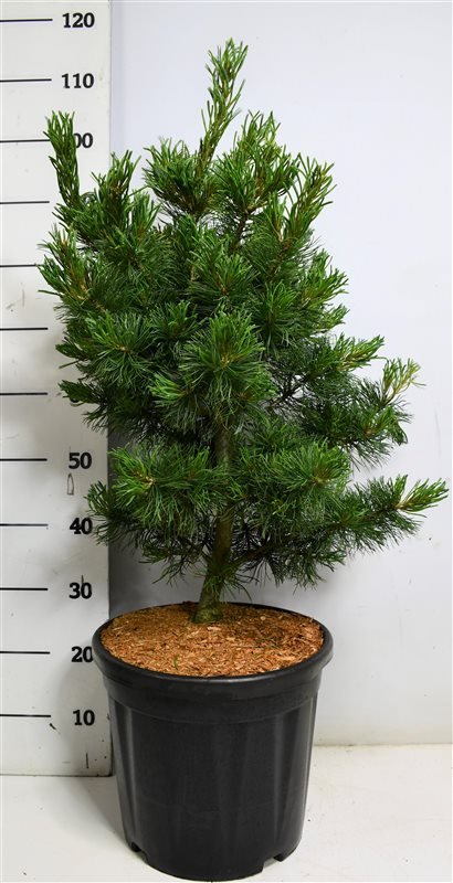 Spygliuotis, pušis "Bonsai", vazonėlio skersmuo 38 cm.