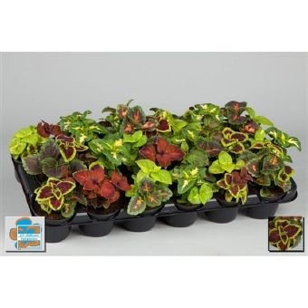 Vienmetė gėlė, margenis, vazonėlio skersmuo 9 cm.