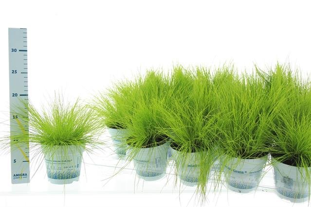 Žolinis augalas, šluotsmilgė kupstinė, vazonėlio skersmuo 11 cm.