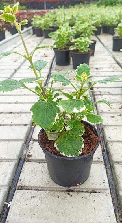 Vienmetė gėlė, cimžiedė (Pleactranthus), vazonėlio skersmuo 10 cm.