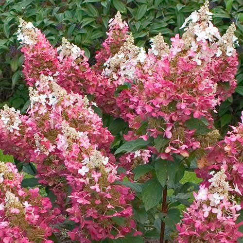 Dekoratyvinis krūmas, šluotelinė hortenzija "Pinky Winky", vazonėlio skersmuo 17 cm.