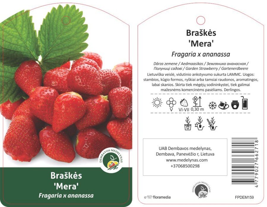 Braškės sodinukas "Mera", vazonėlis 3 l.