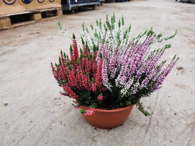 Vienmetis augalas, viržis, 3 spalvų, vazono skersmuo 21 cm.