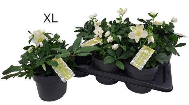 Daugiametė gėlė, eleboras "Advent Star", vazonėlio skersmuo 17 cm.