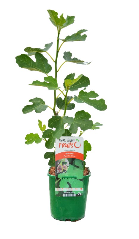 Dekoratyvinis krūmas, skiautėtalapis fikusas "Morena", vazonas 2 l.