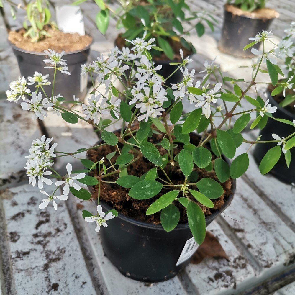 Vienmetė gėlė, skeptrenė, vazonėlio skersmuo 11 cm.