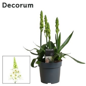 Kambarinis augalas, paukštpienė "Snowflake", vazonėlio skersmuo 14 cm.