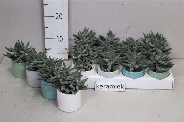 Kambarinis augalas, storalapis "Tarantula", keraminiame vazonėlyje, vazonėlio skersmuo 6 cm.