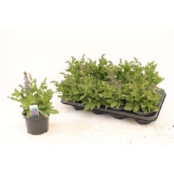 Daugiametė gėlė, šalavijas "April Night", vazonėlio skersmuo 13 cm.