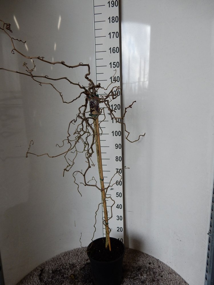 Dekoratyvinis krūmas, lazdynas "Red Majestic", ant stiebo, vazonėlio skersmuo 28 cm.