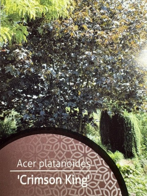 Dekoratyvinis medis, klevas "Crimson King", vazonėlio skersmuo 21 cm.