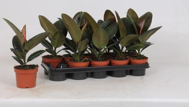 Kambarinis augalas, fikusas "El Robusta", vazonėlio skersmuo 12 cm.