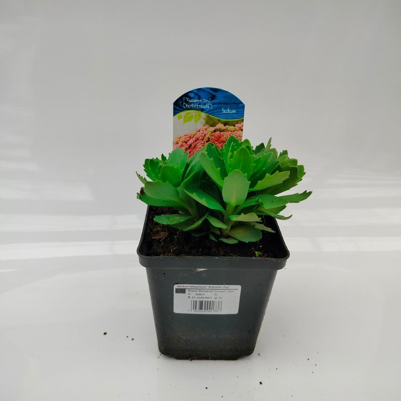 Daugiametė gėlė, šilokas "Autumn Joy", vazonėlio skersmuo 11 cm.