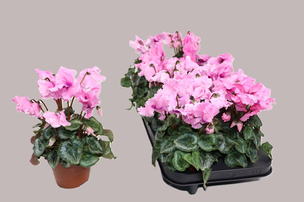 Kambarinis augalas, ciklamenas "Falbala", vazonėlio skersmuo 11 cm.