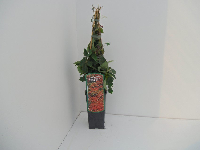 Vijoklinis augalas, vinvytis, vazonas 2 l