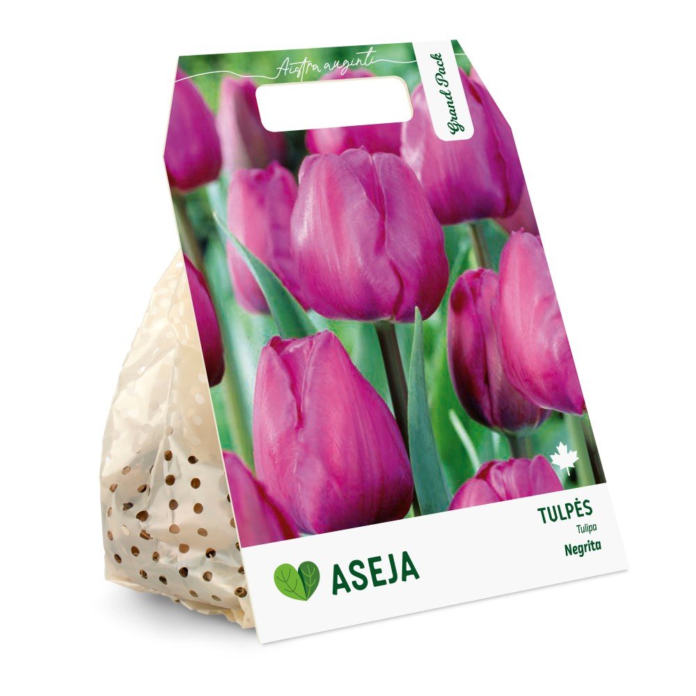 Triumfo tulpių Negrita svogūnėliai ASEJA Grand Pack, 15 vnt., 10/11, 504382, (R)