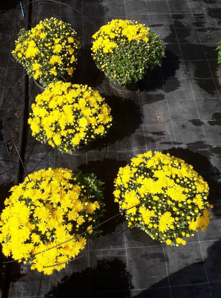 Vienmetė gėlė, rudeninė chrizantema, vazonėlio skersmuo 19 cm.