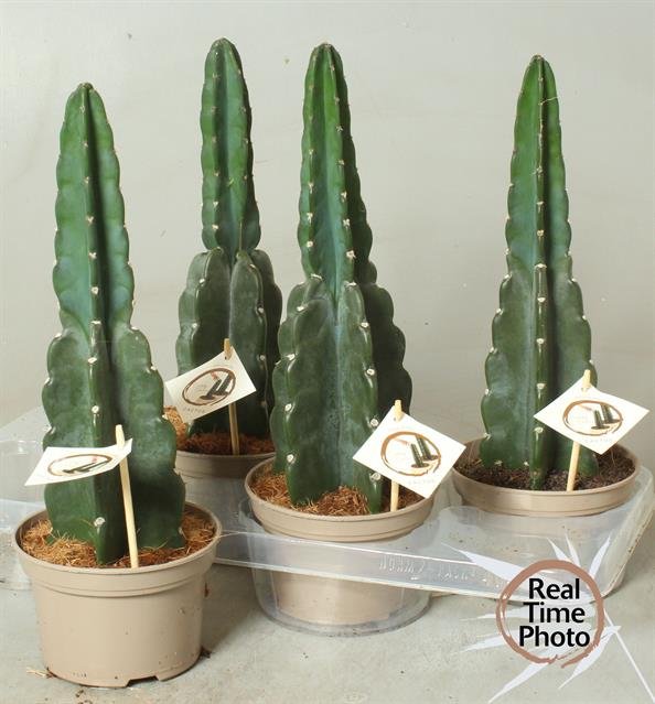 Kambarinis augalas, peruvinis stulpenis (Cereus peruvianus), vazonėlio skersmuo 15 cm.