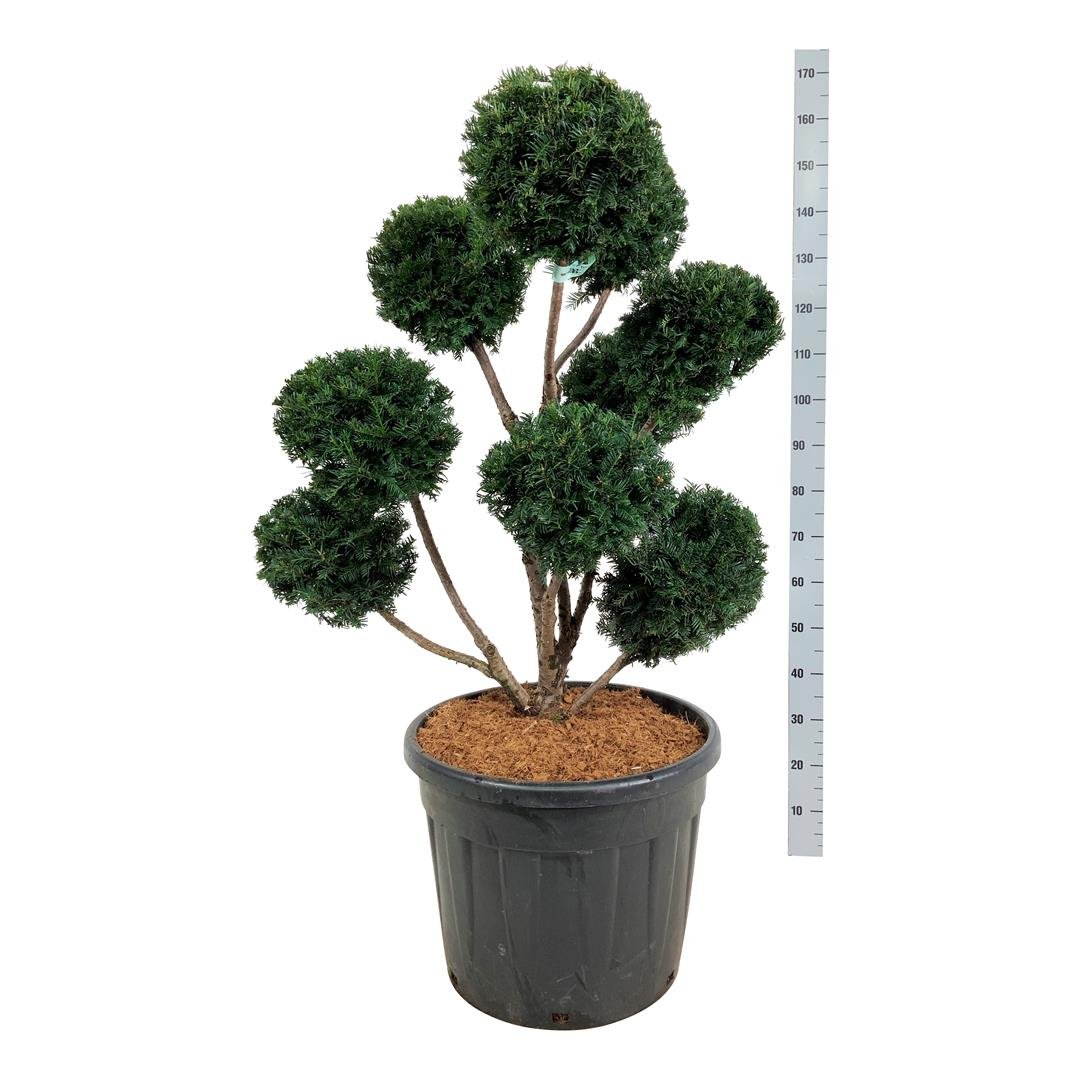 Spygliuotis, kukmedis europinis "Hopken"s Gigant", aukštis 80-100 cm., vazonas 45 l.