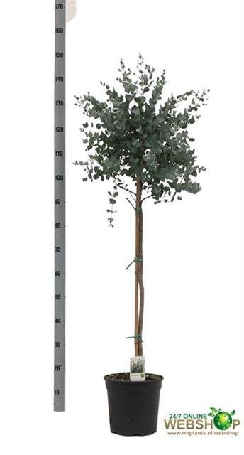 Kambarinis augalas, eukaliptas "Gunnii", vazonėlio skersmuo 24 cm.