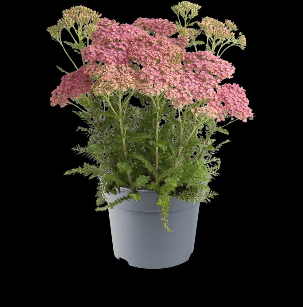 Daugiametė gėlė, kraujažolė paprastoji, vazonėlio skersmuo 14 cm.