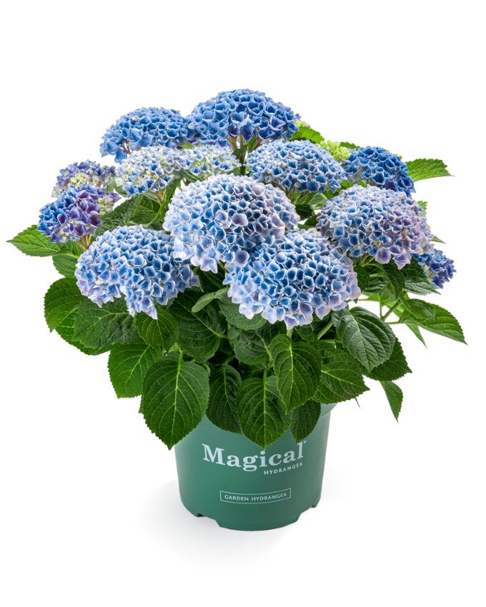 Dekoratyvinis krūmas, hortenzija didžialapė "Magical Mix", vazonėlio skersmuo 19 cm.