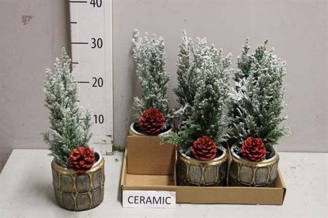 Kalėdinė kambarinių augalų kompozicija, vazonėlio skersmuo 9 cm.