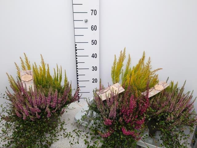 Vienmetė gėlė, viržis (kompozicija), vazonėlio skersmuo 20 cm.