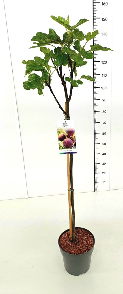 Kambarinis augalas, fikusas skiautėtalapis "Signora", ant stiebo, vazonas 5 l.