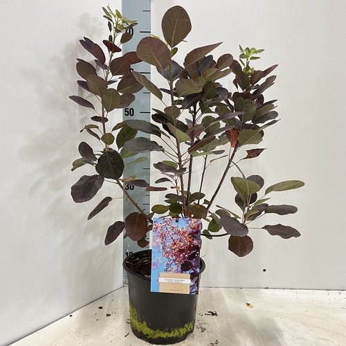Dekoratyvinis krūmas, pūkenis "Royal Purple", vazonėlio skersmuo 19 cm.