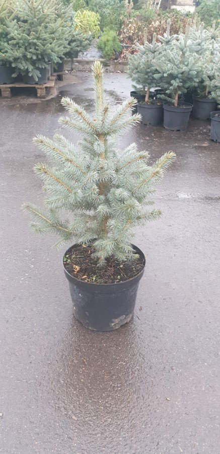 Dygioji eglė "Sidabrinė" (Picea pungens), auginta vazone, aukštis 90 cm.