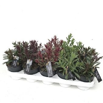 Daugiametė gėlė, gaura "Gambit Pink", vazonėlio skersmuo 12 cm.