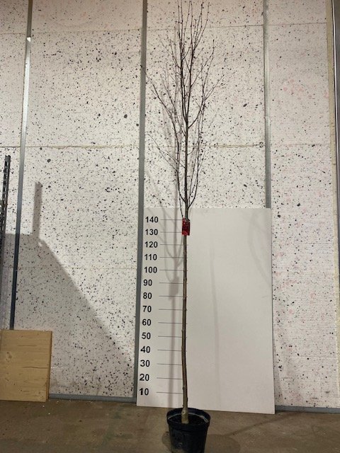 Dekoratyvinis medis, šermukšnis "Intermedia", vazonėlio skersmuo 23 cm.
