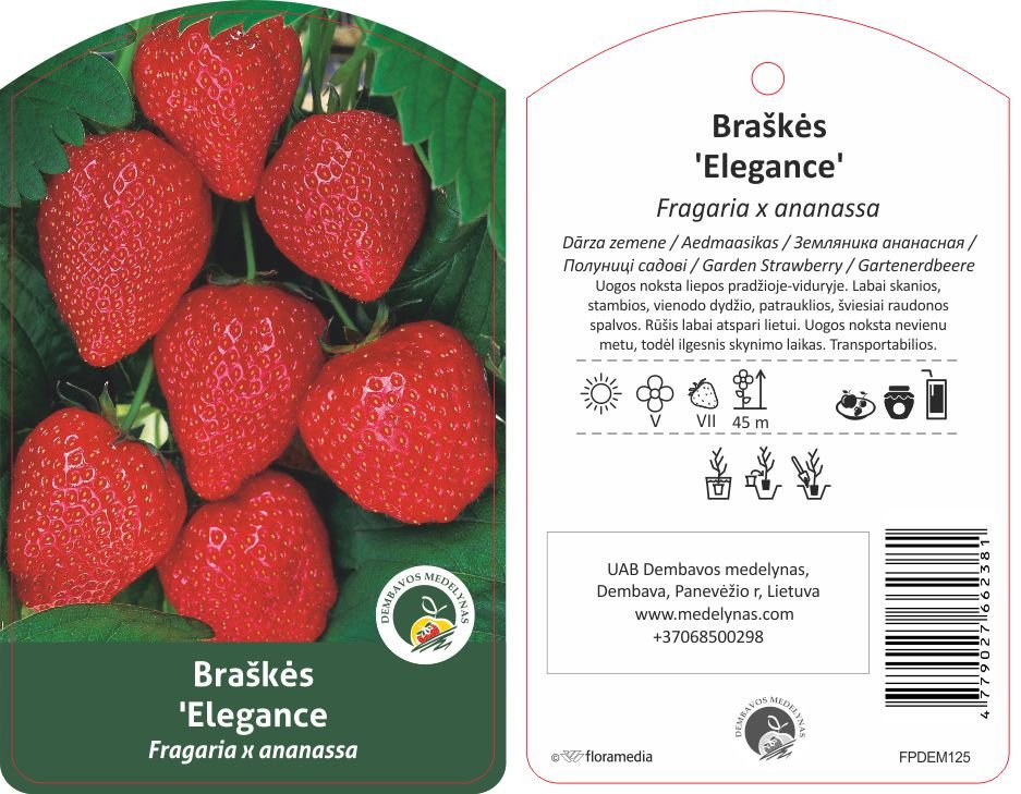 Braškės sodinukas "Elegance", 10 vnt.